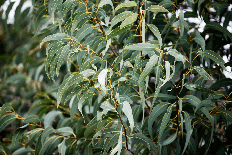 gum leaves blowing in the wind