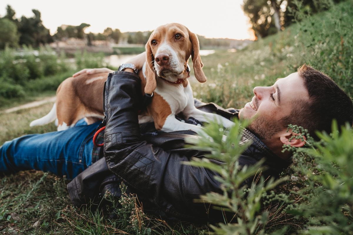 Man and beagle on grass
