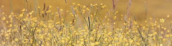 A field of yellow flowers