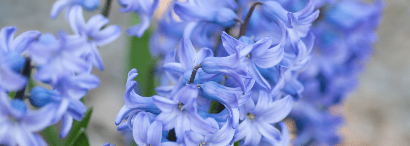 Close up photo of blue hyacinth flowers as a symbol of  sincere regret and apology