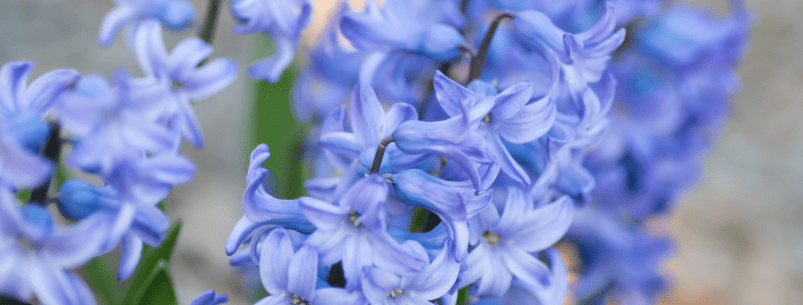 photo of blue hyacinth flowers